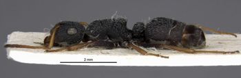 Media type: image;   Entomology 29402 Aspect: habitus lateral view